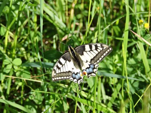 Papilio machaon
